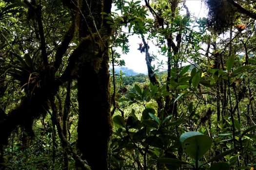 Jungle view in the Los Quetzales National Park, Costa Rica