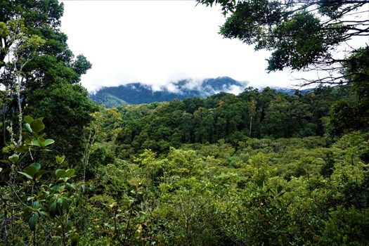 View over the cloud forest in San Gerardo de Dota, Costa Rica