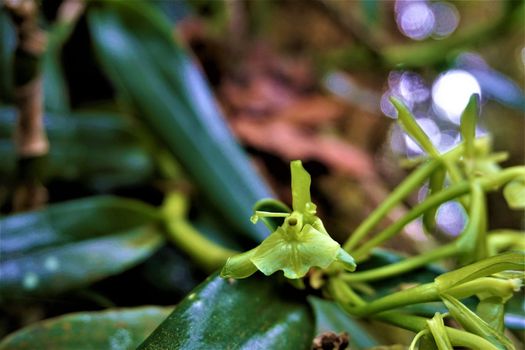 Epidendrum barbeyanum spotted in Los Quetzales National Park, Costa Rica