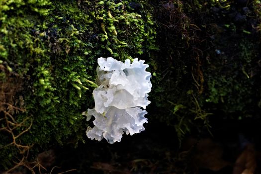 White fungus growing on a branch spotted in Costa Rica