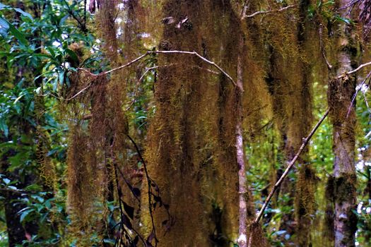 Tillandsia usneoides Spanish moss in cloud forest, Costa Rica