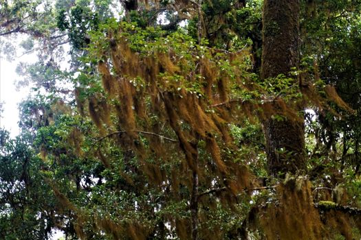 Tillandsia usneoides spotted in the Los Quetzales National Park, Costa Rica