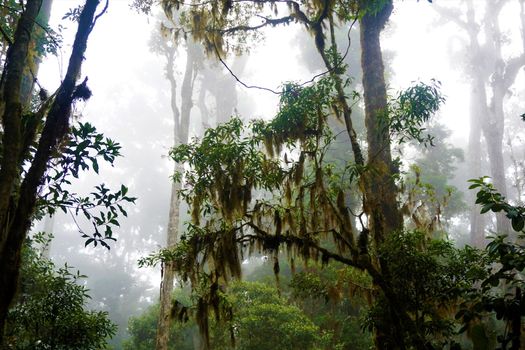 Mysterious foggy forest in Los Quetzales National Park, Costa Rica