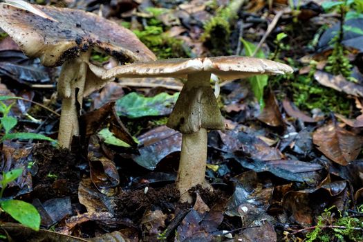 Gills mushroom spotted in Los Quetzales National Park, Costa Rica