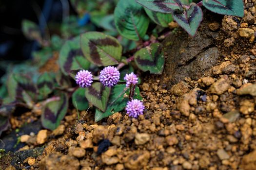 Interesting blossom looking like clover spotted in Costa Rica, Los Quetzales National Park