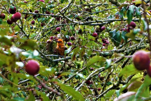 Cute flame-coloured Tanager spotted in a tree in Costa Rica