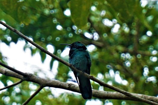 Lesser violetear hummingbird sitting on a branch in Costa Rica