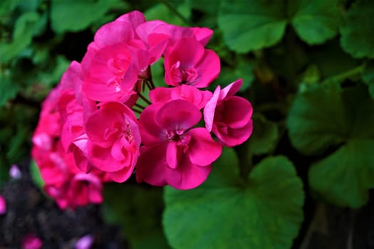 Pink blooming Pelargonium flower spotted in Costa Rican garden