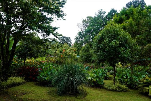 Garden in San Gerardo de Dota, Costa Rica on rainy day