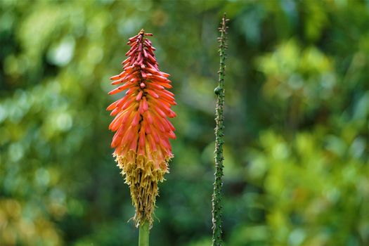 Kniphofia fire lily spotted in a garden in San Gerardo de Dota , Costa Rica