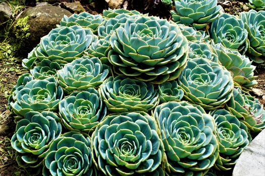 Sempervivum plants potted in stone garden in Costa Rica