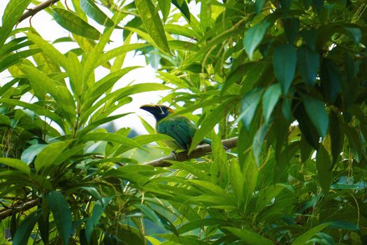 Emerald toucanet spotted in a tree in Costa Rica