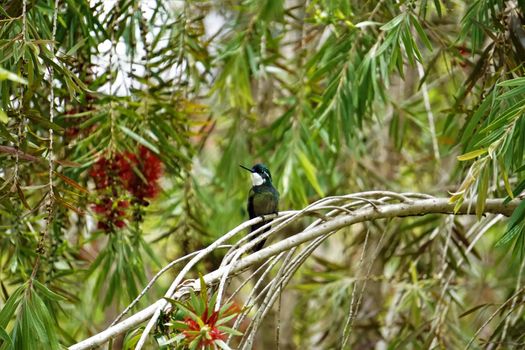 Grey-tailed mountaingem hummingbird sitting on red bottlebrush branch in Costa Rica