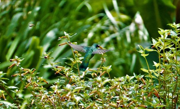 Violetear hummingbird in flight in front of flower in Costa Rica