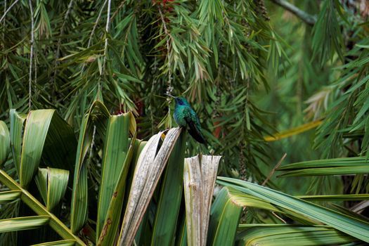 Lesser violetear hummingbird sitting on a shrub in Costa Rica