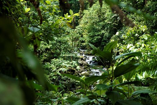 View on river in Braulio Carrillo National Park, Costa Rica