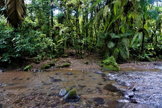 River and jungle in Braulio Carrillo National Park, Costas Rica