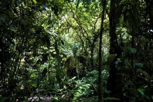 Trees and ferns in the jungle of Braulio Carrillo National Park, Costa Rica