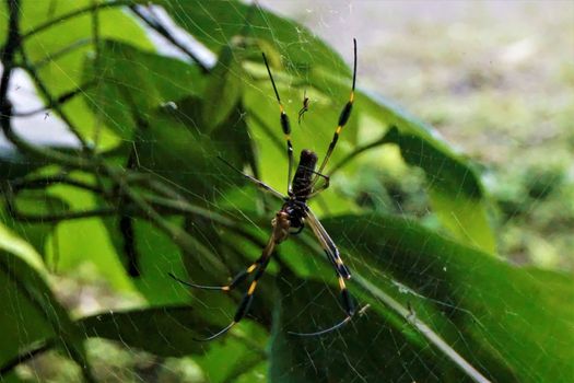 Nephila clavipes with prey in the net spotted in Costa Rica