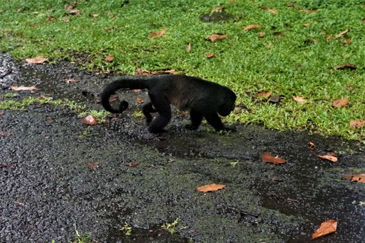 Howler monkey walking in Braulio Carrillo National Park, Costa Rica