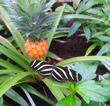 Black and white butterfly with pineapple sitting on plants