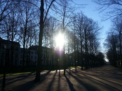 Avenue with sun breaking through the trees