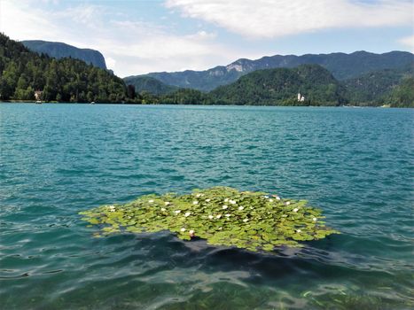 Lake Bled, Slovenia - water lillys in front of Bled island