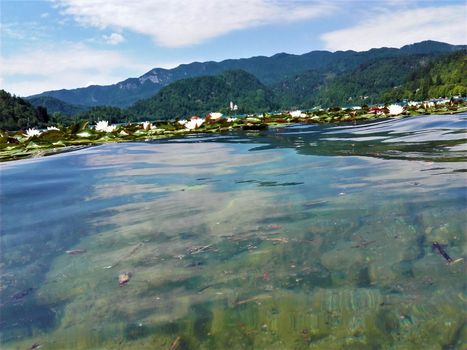 Lake Bled, Slovenia - water lillys floating in front of Bled island