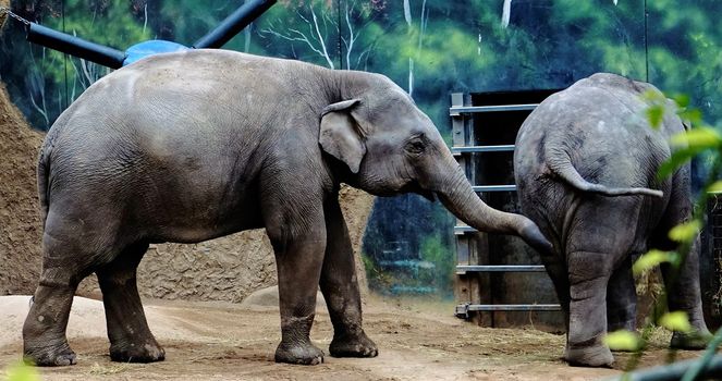 Photo of young asian elephants in the zoo