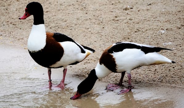 A pair of common shelducks drinking at a lake