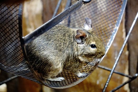 A Degu is sitting in it's wheel