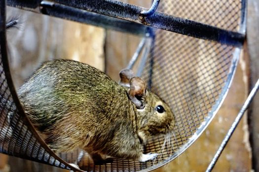 Photo of a Degu standing in a wheel