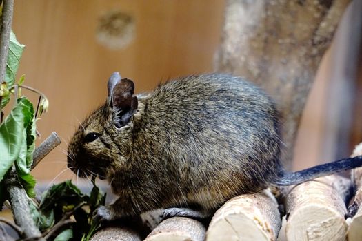 Close-up photo of a caged Degu eating leafs