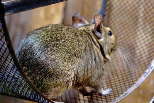 Photo of a Degu running in it's wheel