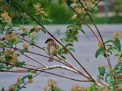 Backside of house sparrow in a treee