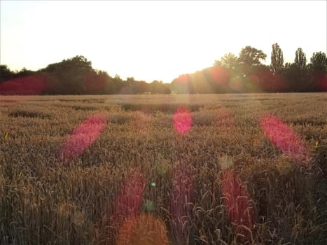 A wheat field looking peaceful during the sunset
