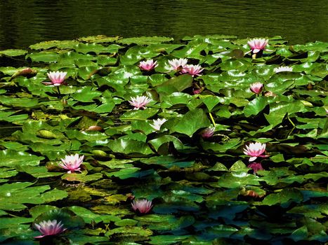 A carpet of water lilies floating in a lake