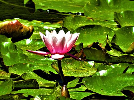 A pink and white water lily blooming in the sun