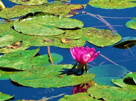Blossom of pink water lily in the Frauweiler Wiesen nature reserve, Germany