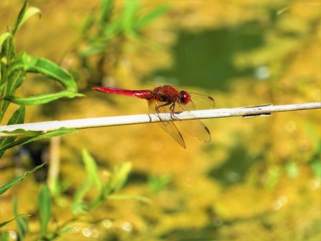 A scarlet dragonfly sitting on a dry branch