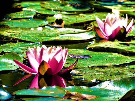 Two pink and white water lily blossoms spotted on a lake