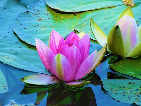 Beautiful pink water lilies spotted on a pond