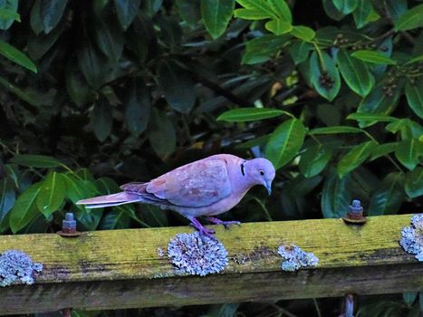 Eurasian collared dove sitting on a plank and looking down