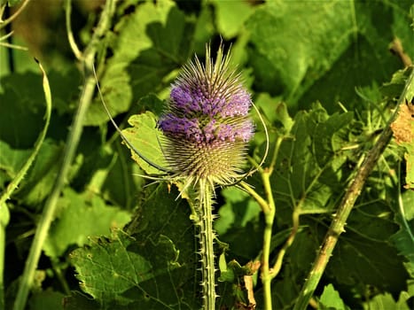 The purple blossom of a wild teasel with spines