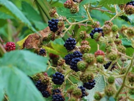 Ripe and unripe blackberries together on one shrub