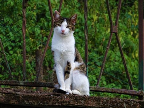 Beatuiful brown and white cat sitting on masonry