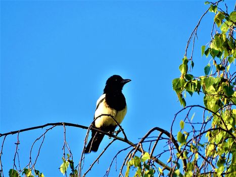A common magpie sitting on a birch tree