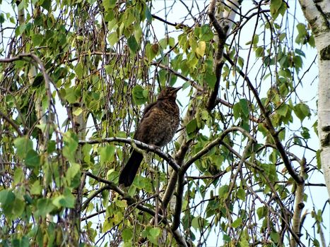 Female blackbird sitting in a birch tree in Germany