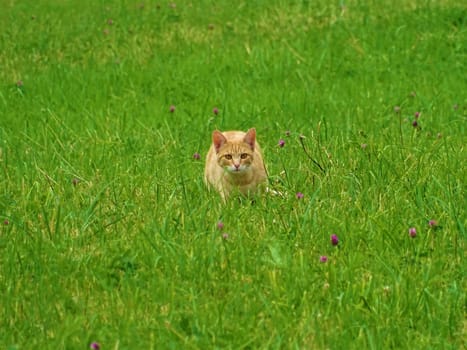 Cute red cat on the hunt in the grass