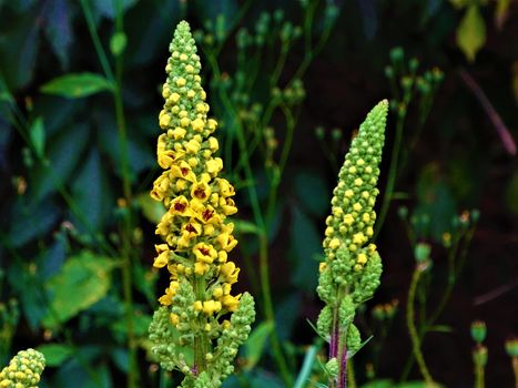 Umbel of Verbascum plant spotted in the black forest, Germany